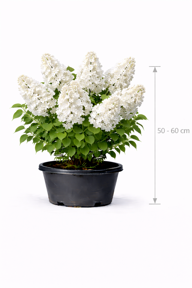 Syringa vulg. 'Mme Lemoine' 50 - 60