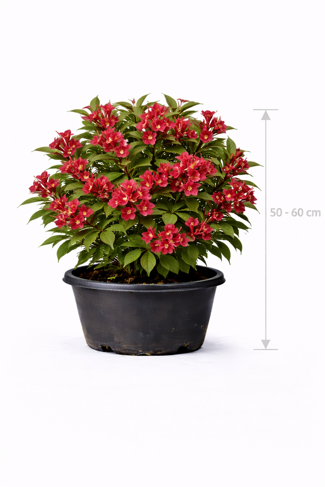 Weigela hybr. 'Bristol Ruby' 50 - 60