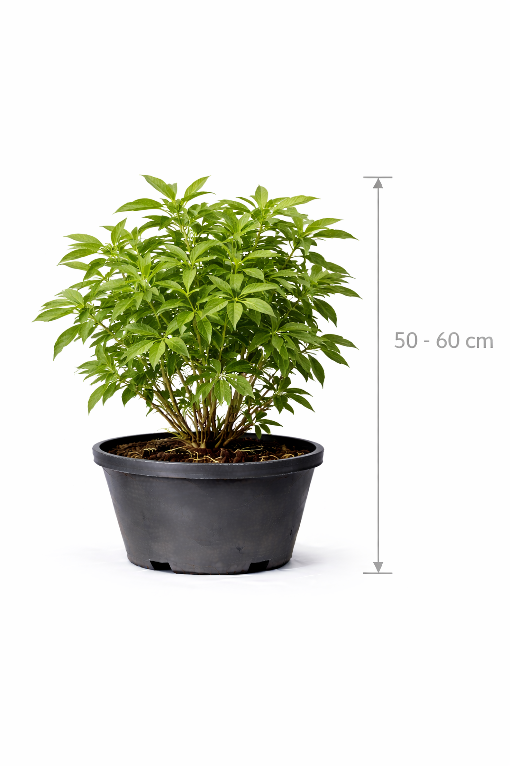 Sambucus nigra 50 - 60