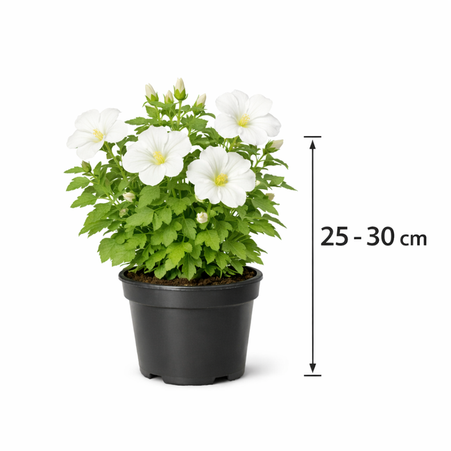 Lavatera hybr. 'White Angel' 25 - 30