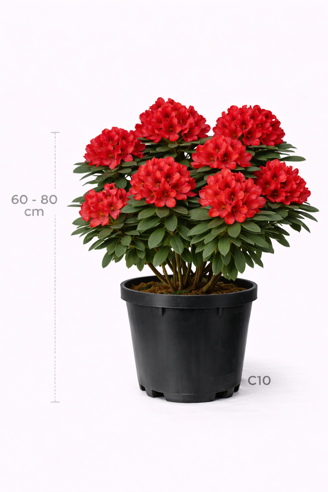 Rhodo (hybr.) 'Vulcan's Flame' 60 - 80 C10