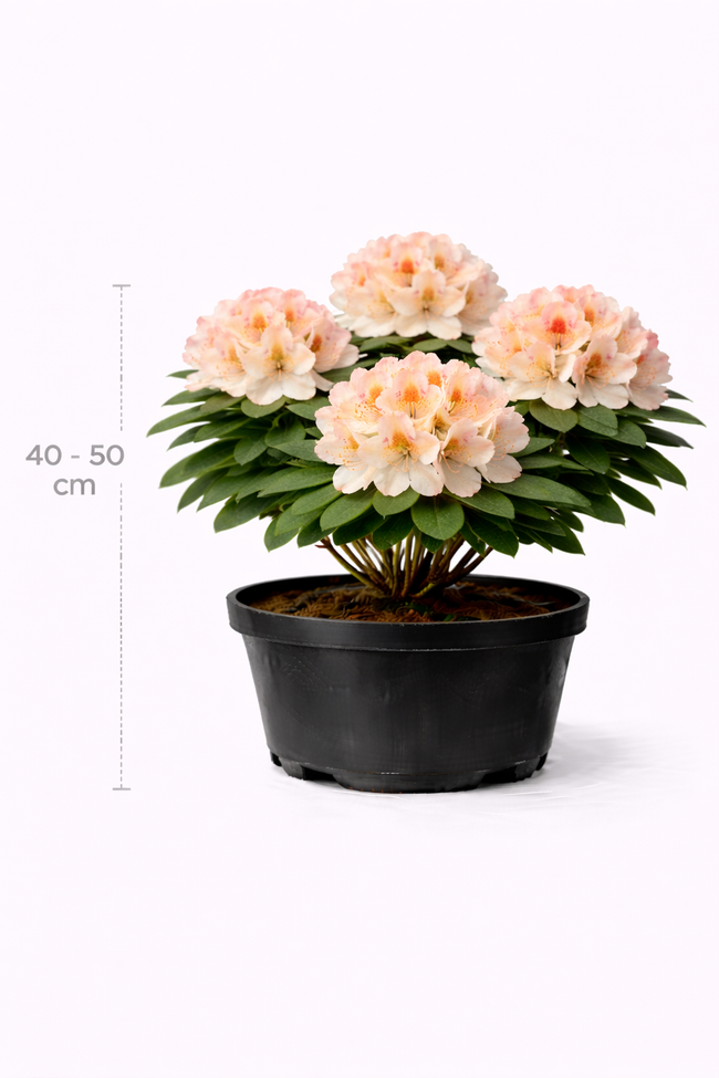Rhodo (hybr.) 'Percy Wiseman' 40 - 50 C4