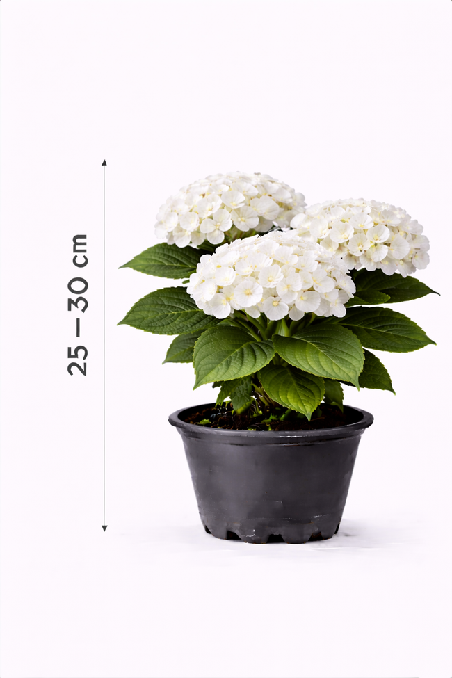 Hydrangea macr. 'Soeur Therese' 25 - 30