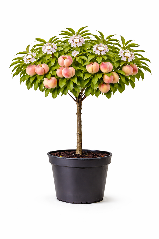 Prunus pers. 'Saturn' halfstam c7.5