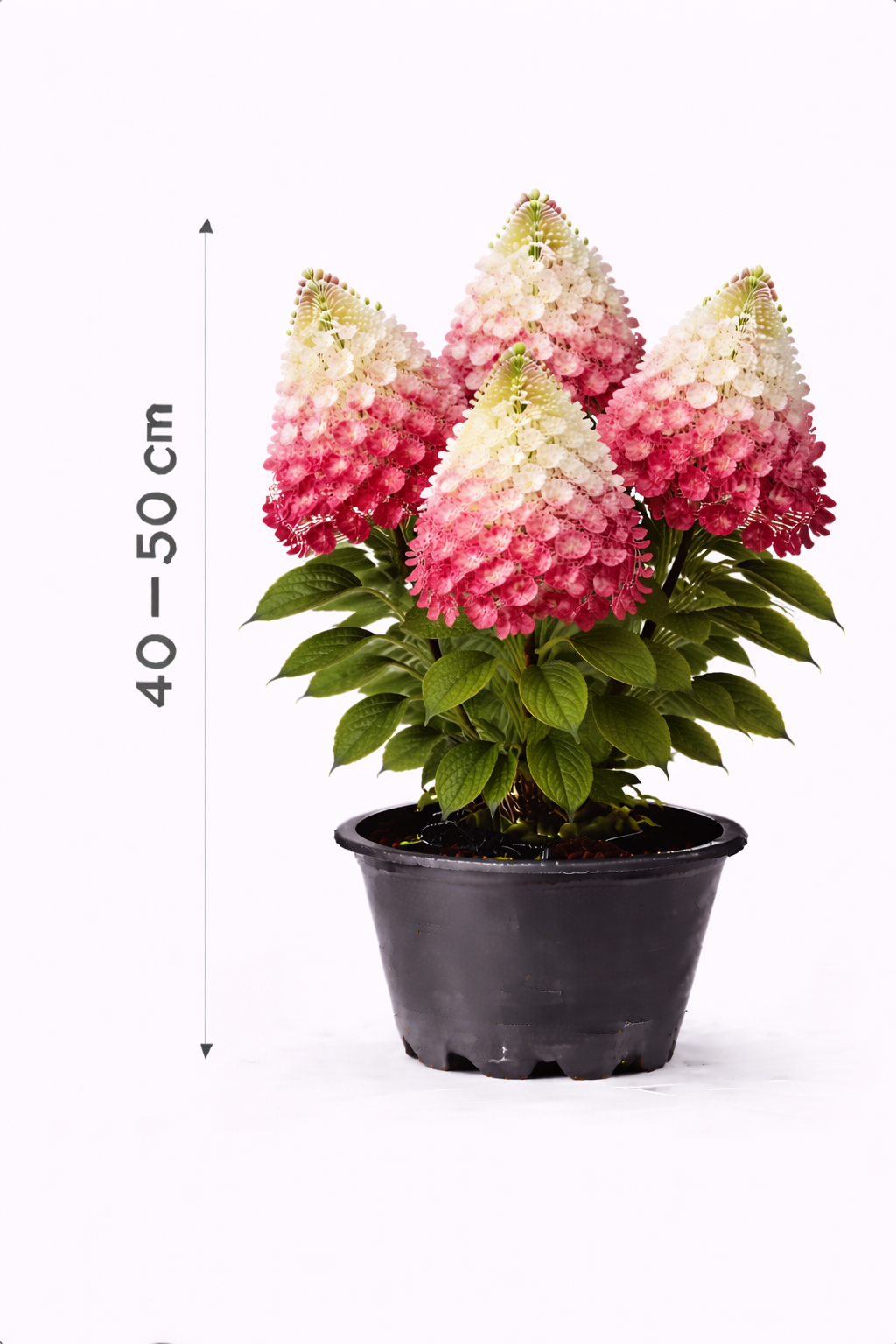 Hydrangea pan. 'Wim's Red' 40 - 50
