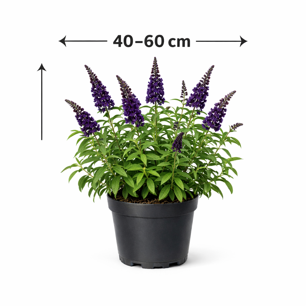 Buddleja dav. 'Black Knight' 40 - 60