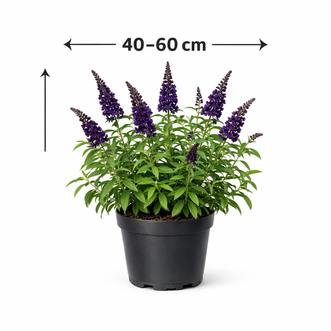 Buddleja dav. 'Black Knight' 40 - 60
