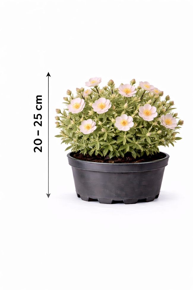 Cistus skanbergii 20 - 25