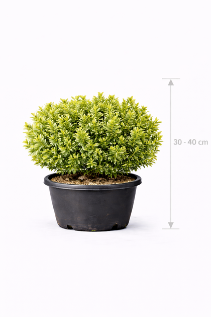 Buxus betterbuxus 'Skylight' 30 - 40