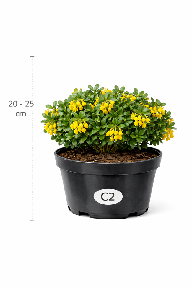 Berberis buxifolia 'Nana' 20 - 25
