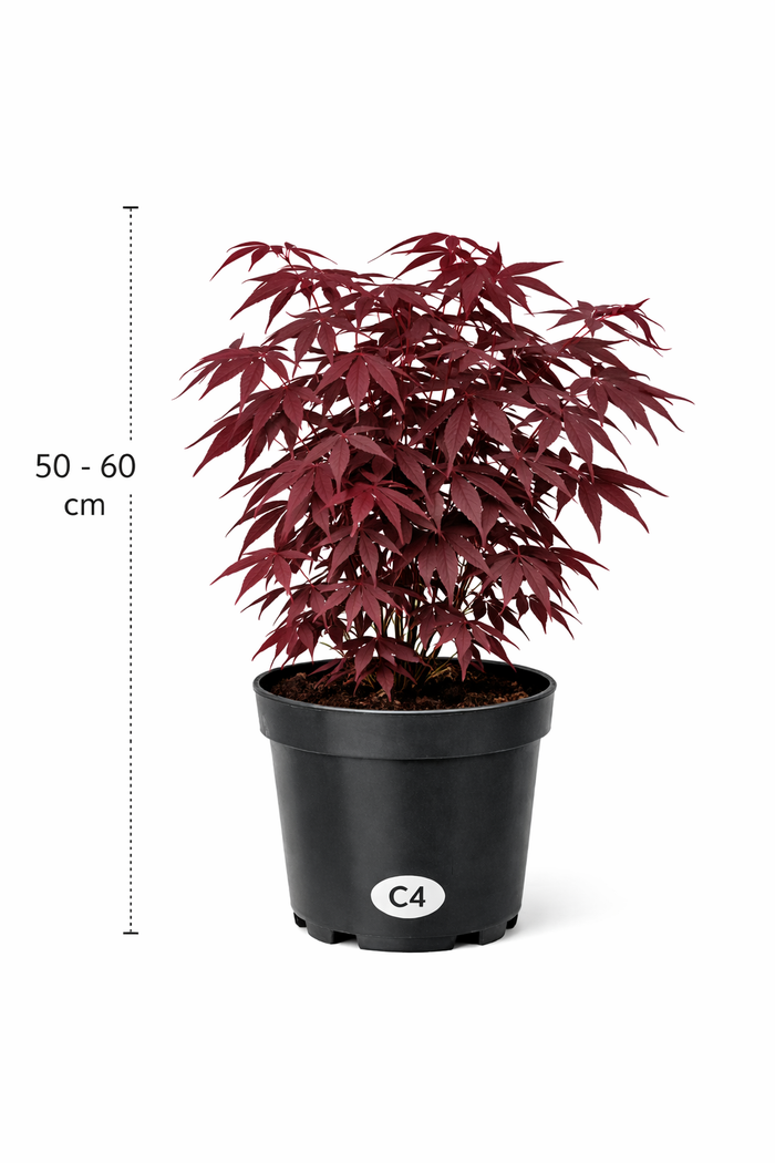 Acer 'Bloodgood' 50 - 60 C4