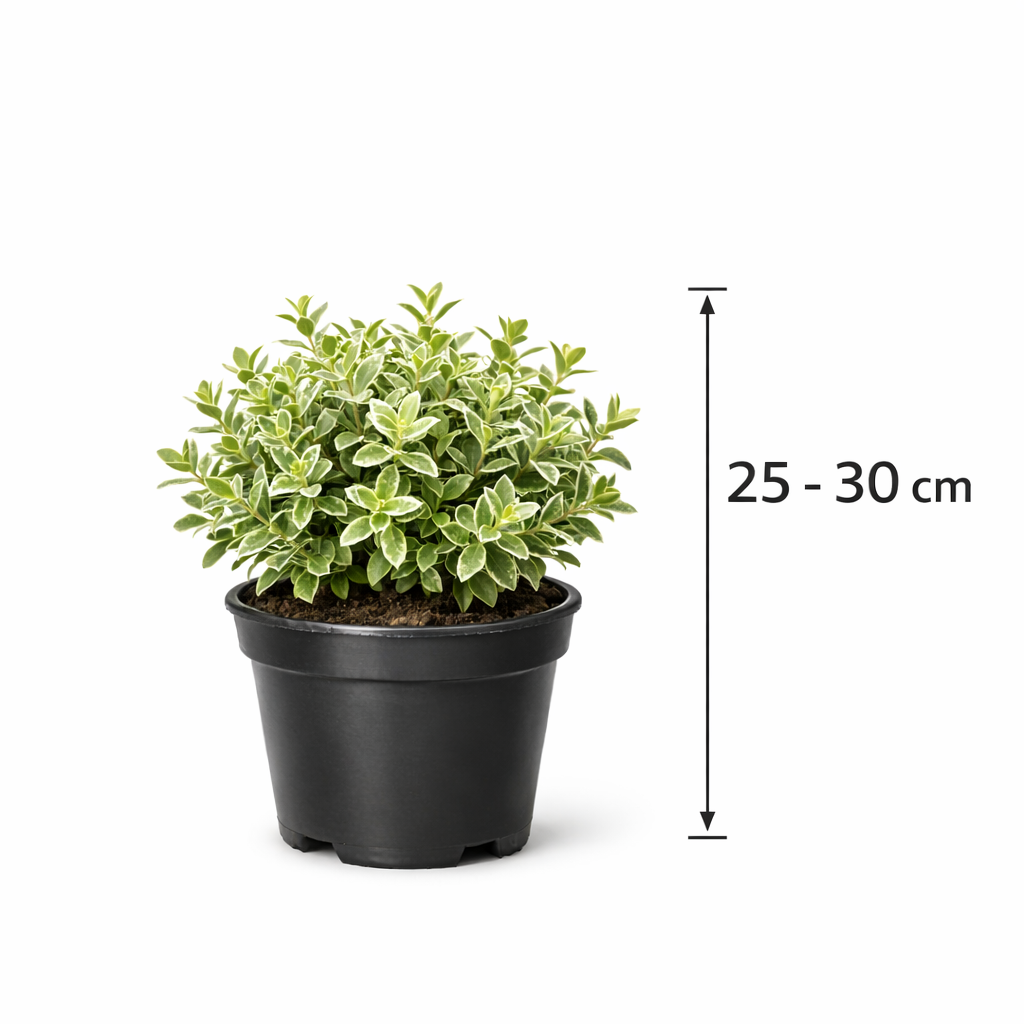 Lonicera nit. 'Silver Beauty' 25 - 30