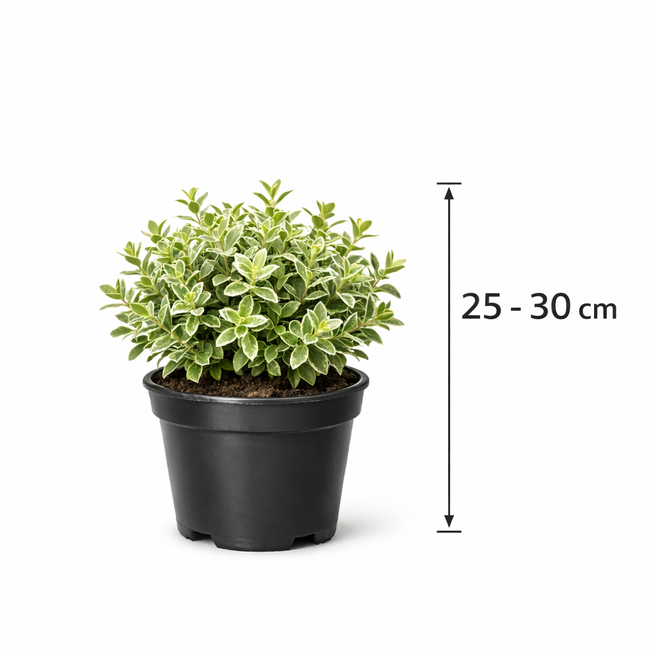 Lonicera nit. 'Silver Beauty' 25 - 30