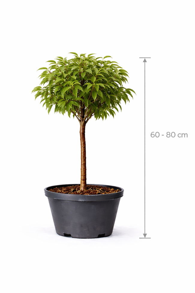 Prunus serrula 60 -  80