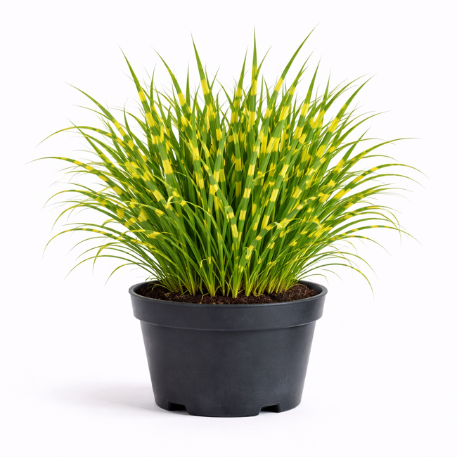 Miscanthus sin. 'Strictus Dwarf' C3