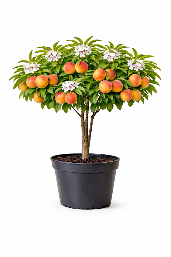 Prunus persica perzik halfstam c7.5