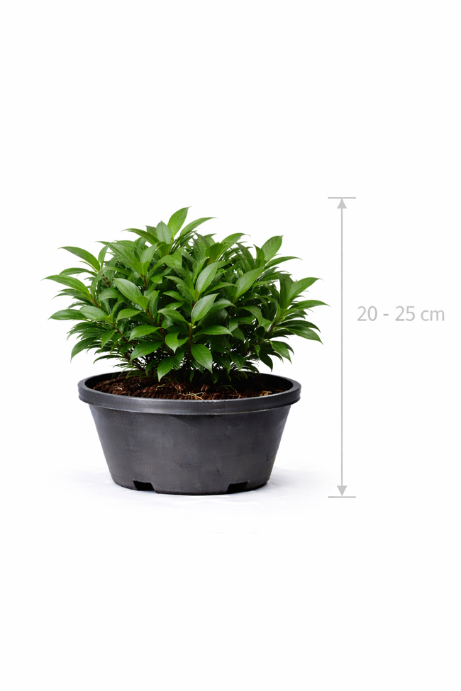 Sarcococca ruscifolia 20 - 25
