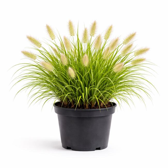 Pennisetum alop. 'Hameln' C1.5