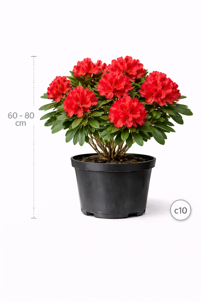 Rhodo (arbor.) 'Red Jack' 60 - 80 C10
