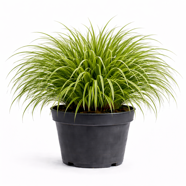 Carex osh. 'Evergreen' c3