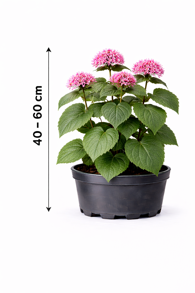 Clerodendrum bungei 40 - 60