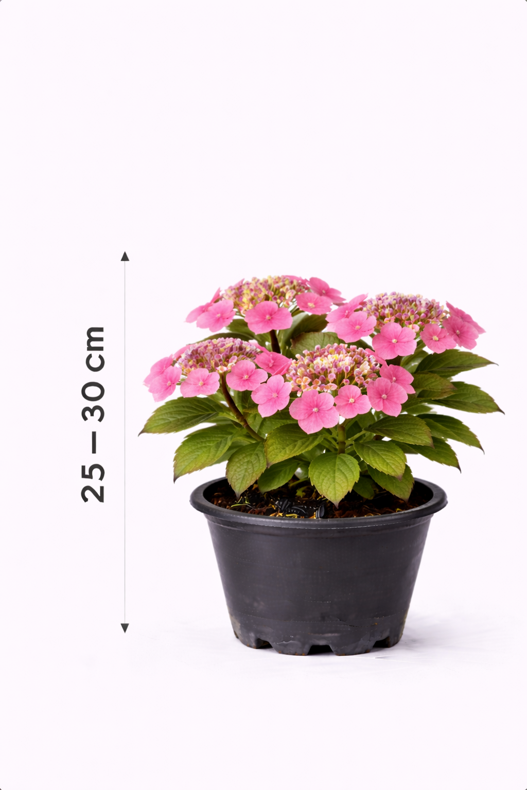 Hydrangea 'Teller Pink' 25 - 30