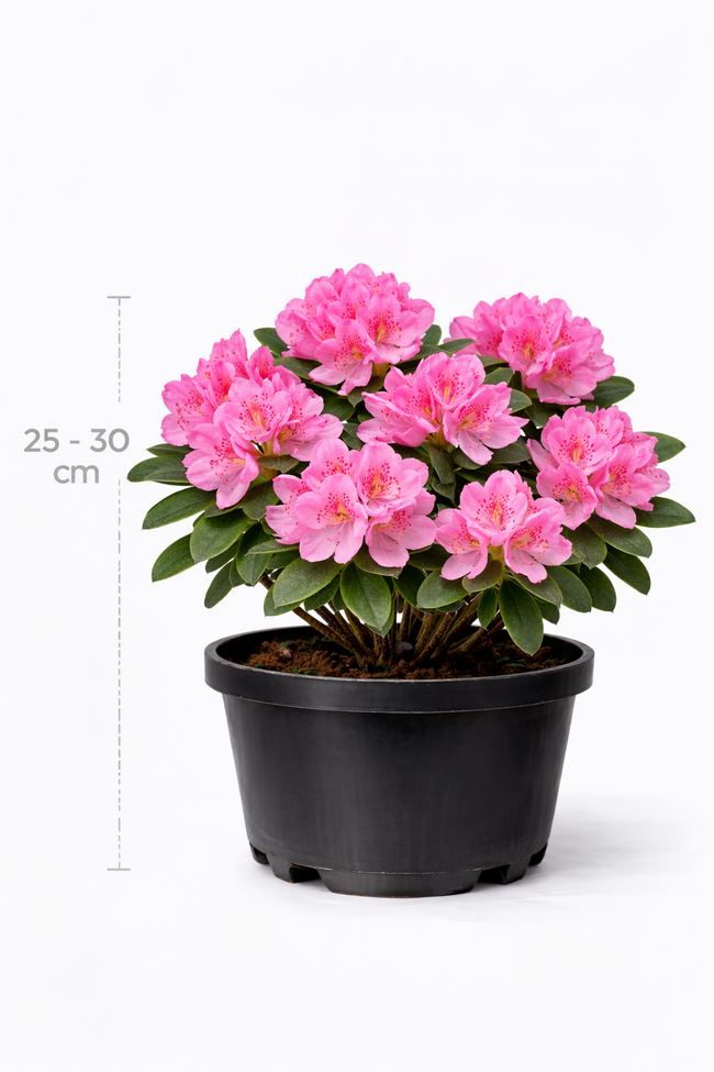Rhodo 'Sneezy' 25 - 30 C3