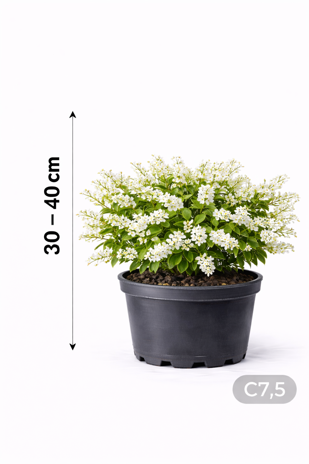 Deutzia grac. 'Nikko' 30 - 40 C7,5