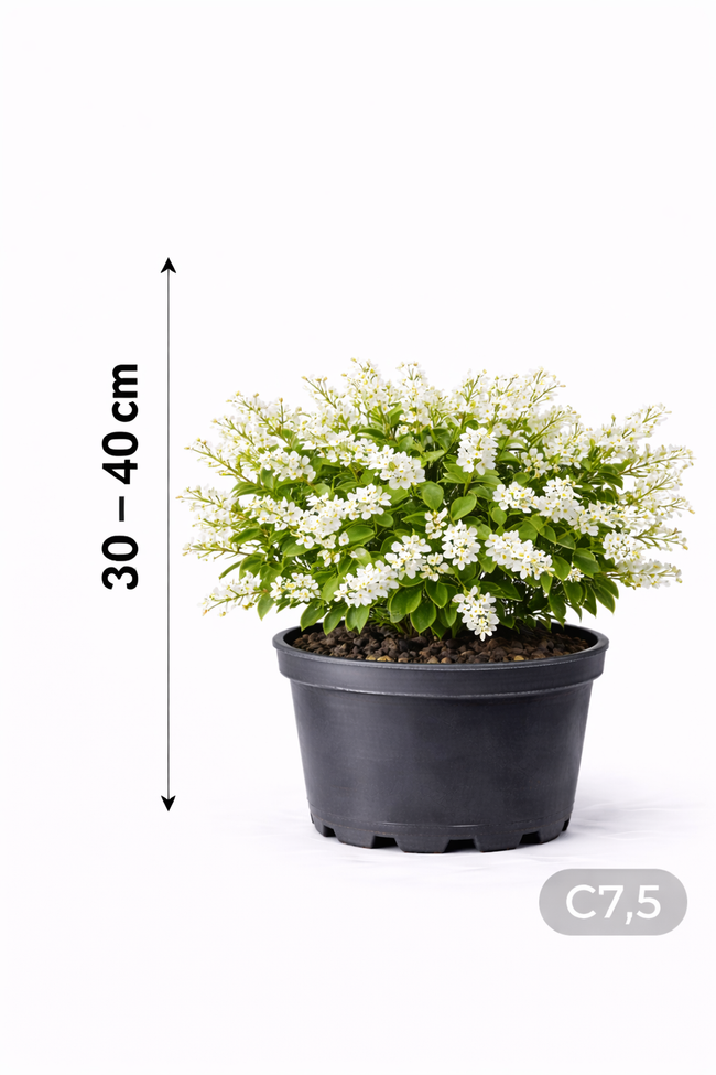Deutzia grac. 'Nikko' 30 - 40 C7,5