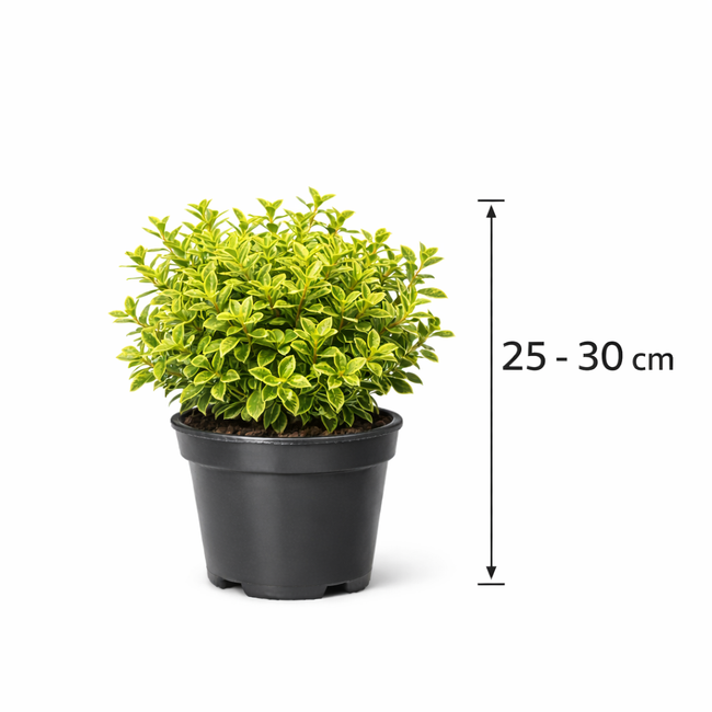 Lonicera nit. 'Lemon Beauty' 25 - 30