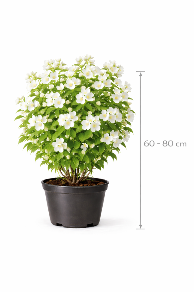 Philadelphus 'Lemoinei' 60 - 80 C7.5