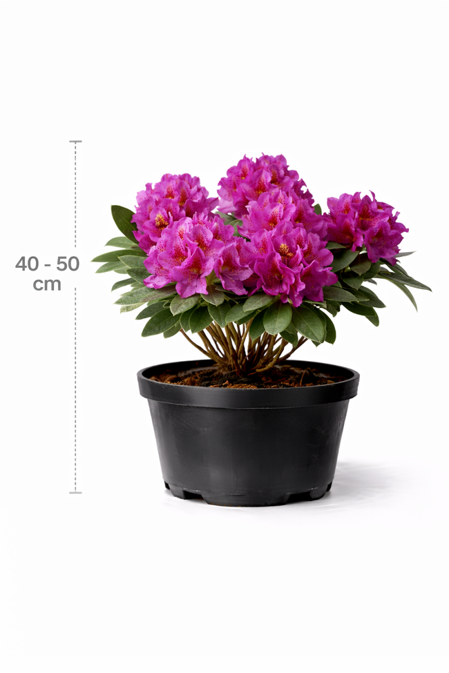 Rhodo (catawb.) 'Lord Roberts' 40 - 50 C4