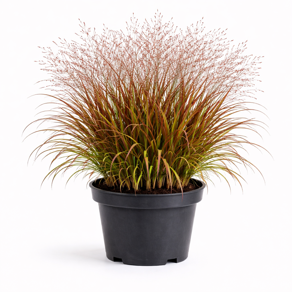 Panicum virg. 'Rehbraun' C3