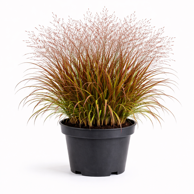 Panicum virg. 'Rehbraun' C3
