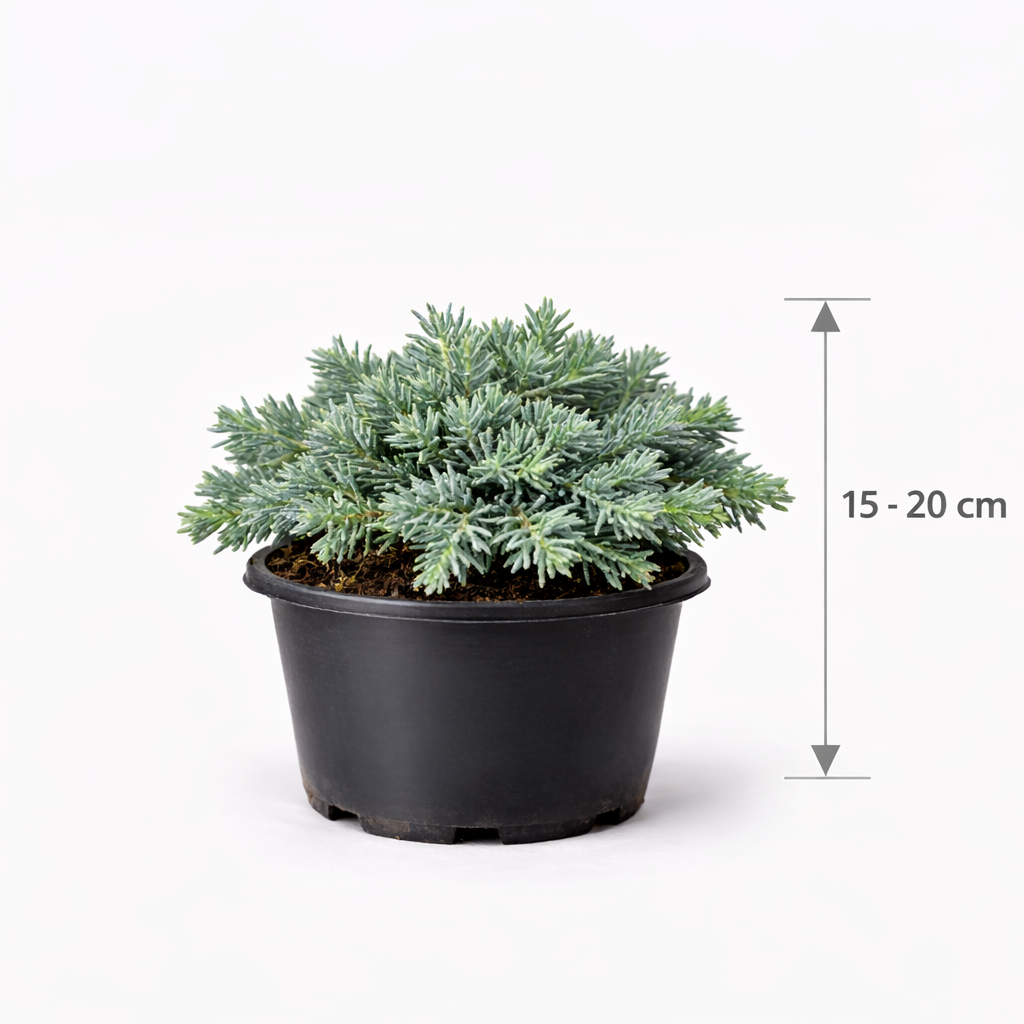 Juniperus squam. 'Blue Star' 15 - 20