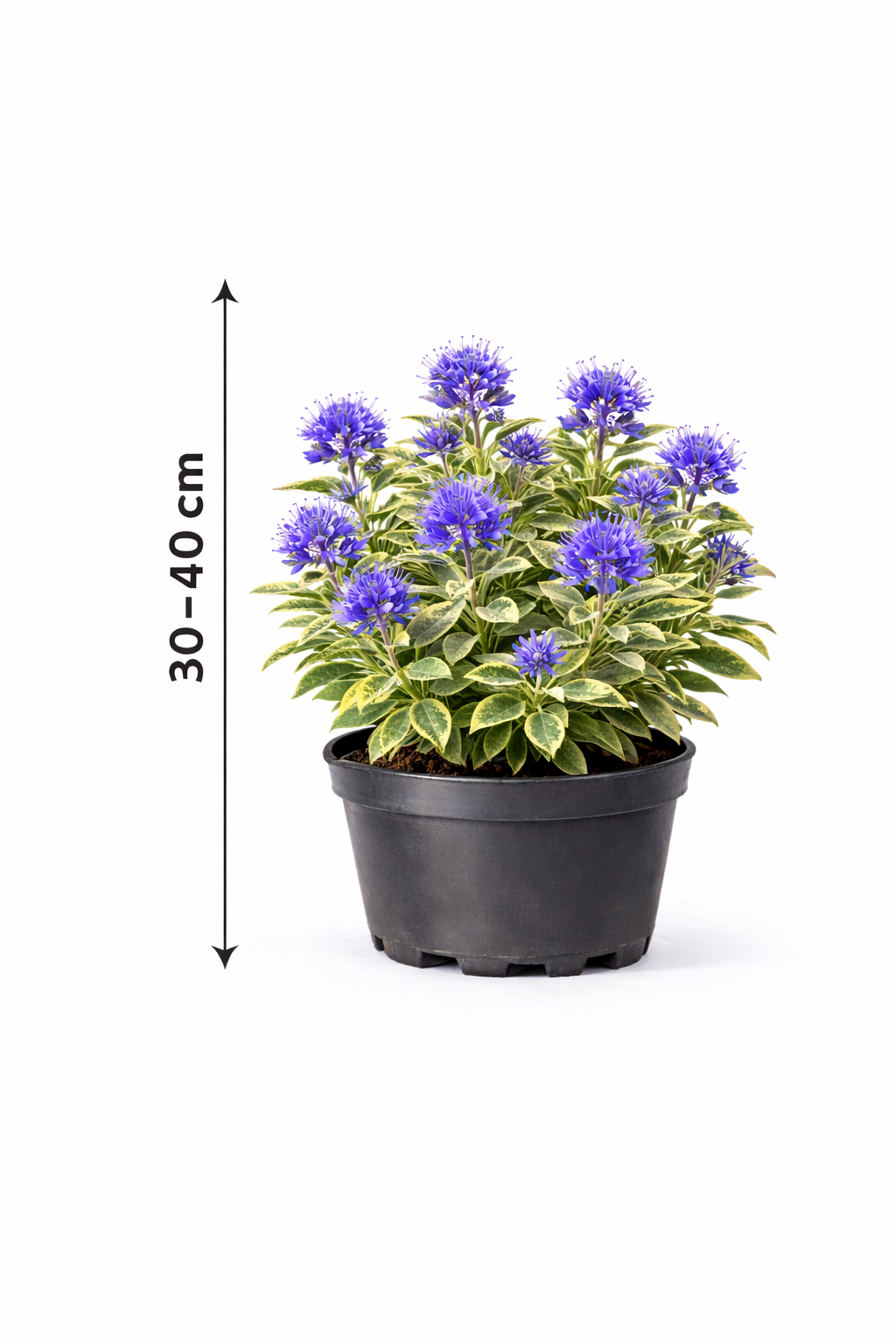 Caryopteris cland. 'Summer Sorbet' 30 - 40