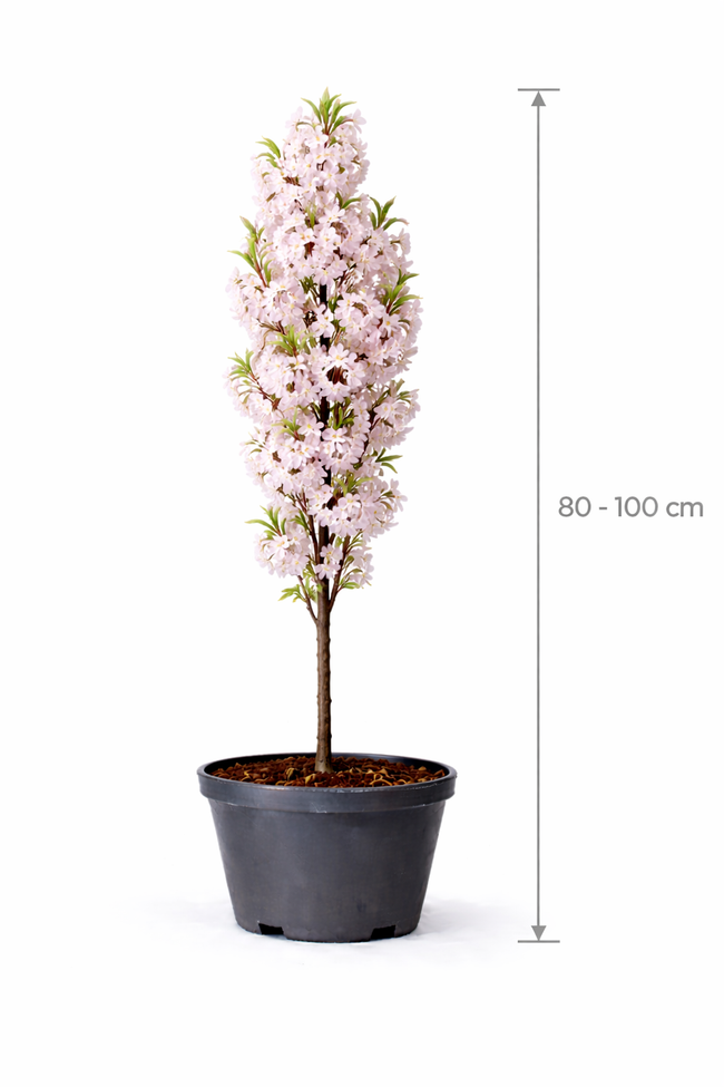 Prunus serr. 'Amanogawa' 80 - 100 C7.5