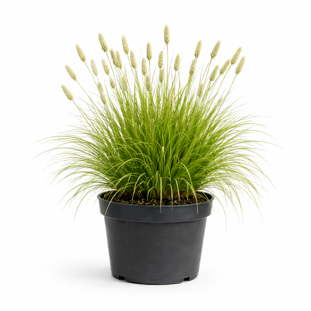 Sesleria autumnalis C3