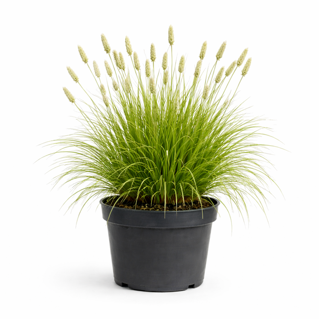Sesleria autumnalis C3