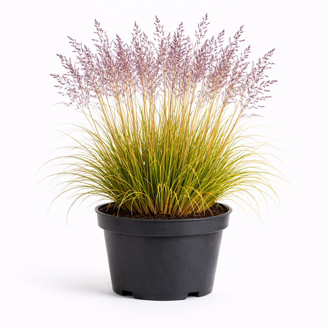 Molinia caer. 'Edith dudszus' C3