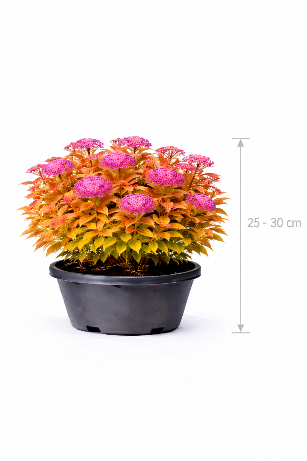 Spiraea jap. 'Goldflame' 25 - 30