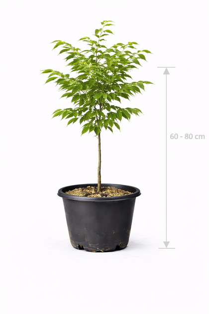 Zelkova serrata 60 - 80