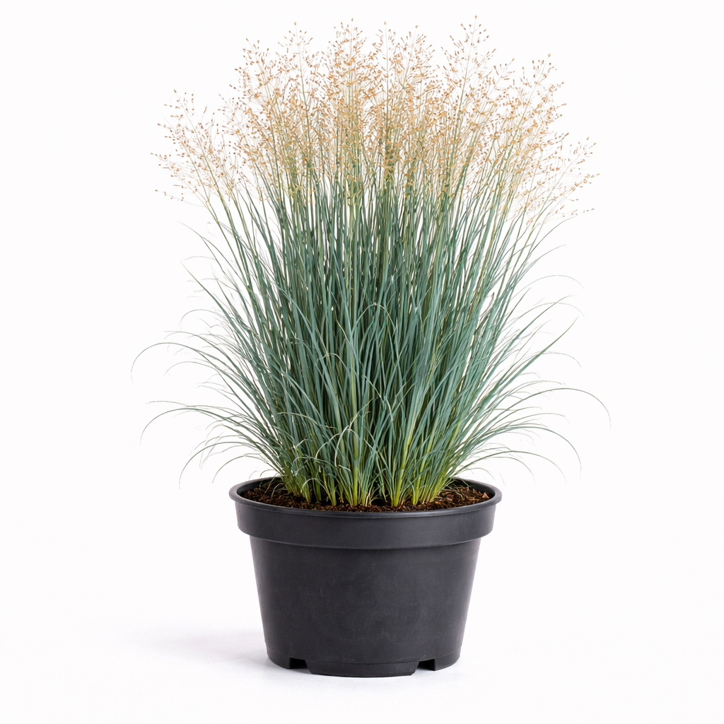 Panicum virg. 'Heavy Metal' C3