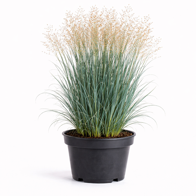 Panicum virg. 'Heavy Metal' C3