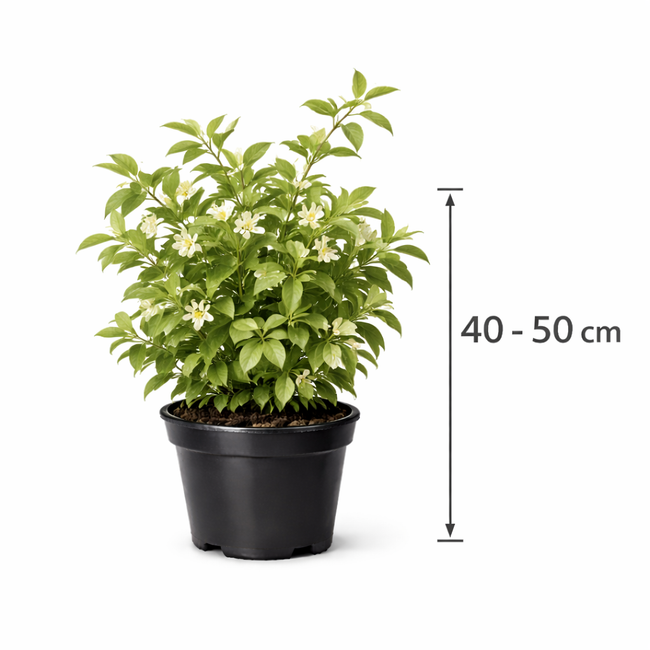 Lonicera fragrantissima 40 - 50