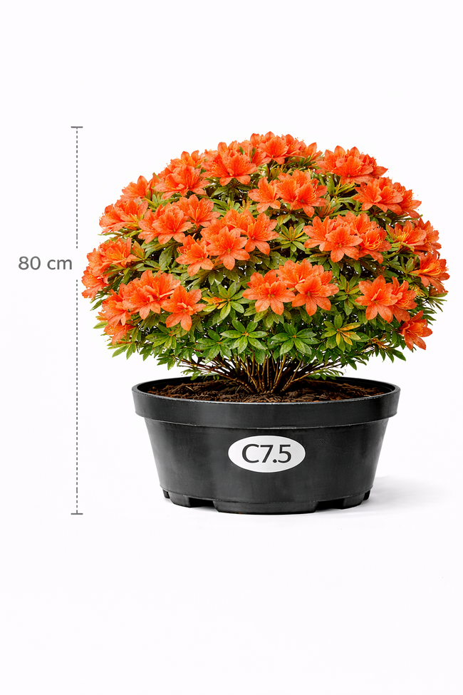 Azalea knaphill rood 80+- C7.5