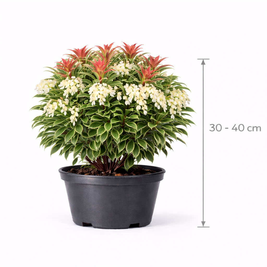 Pieris jap. 'Little Heath' 30 - 40 C5