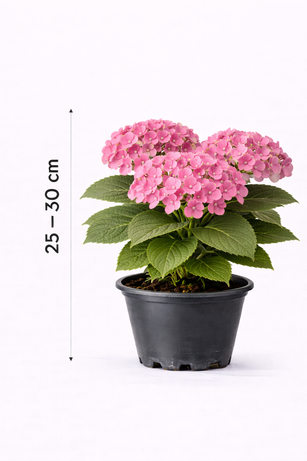 Hydrangea macr. 'Endless Summer Bloomstar Pink' 25 - 30