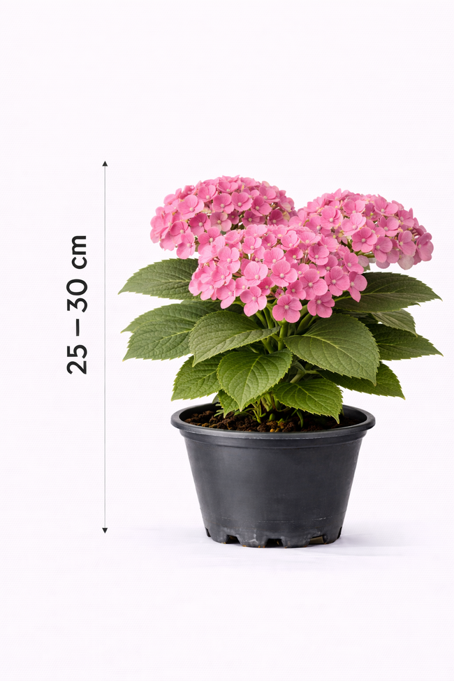 Hydrangea macr. 'Endless Summer Bloomstar Pink' 25 - 30