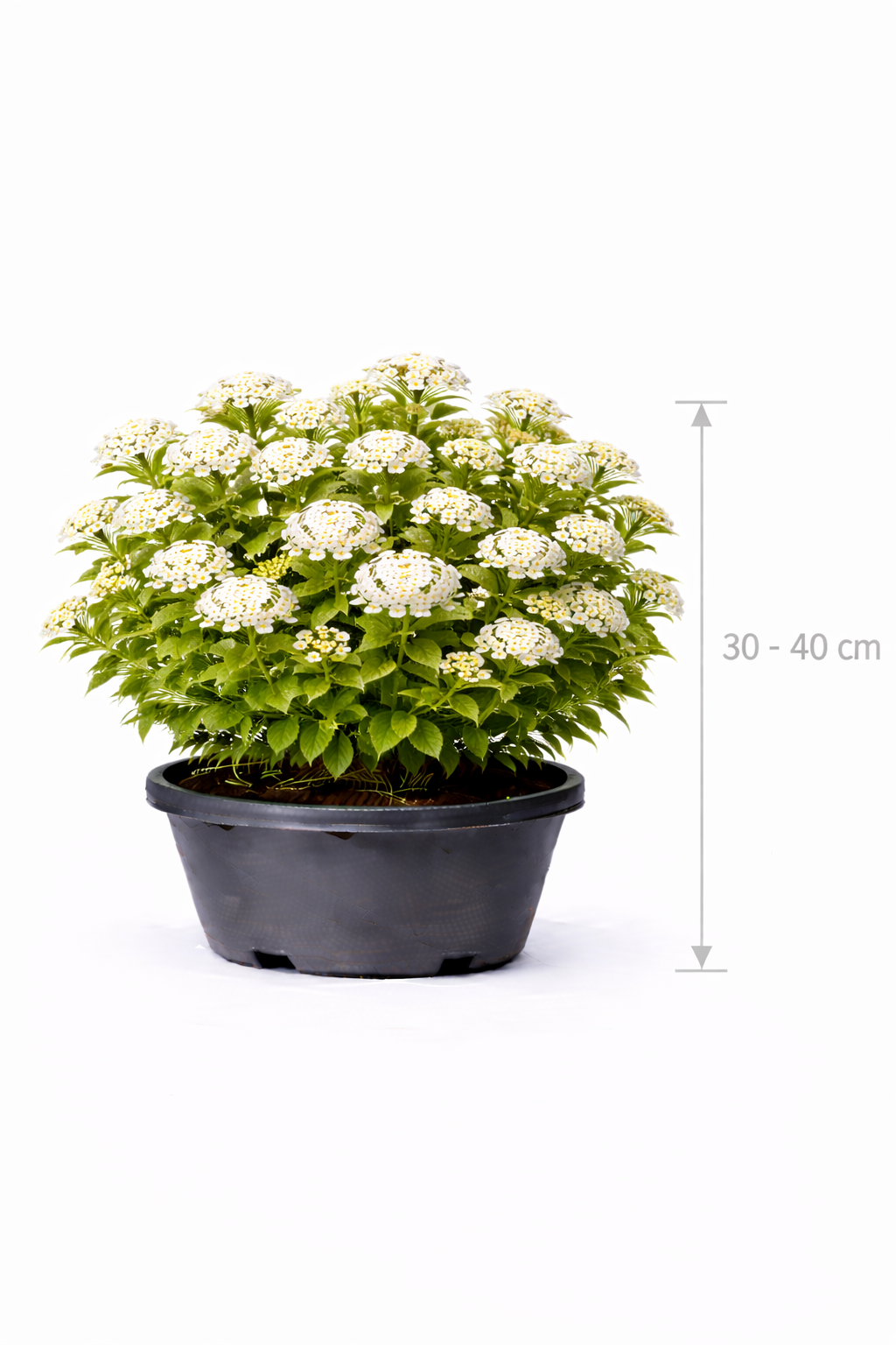 Spiraea nipp. 'Snowmound' 30 - 40